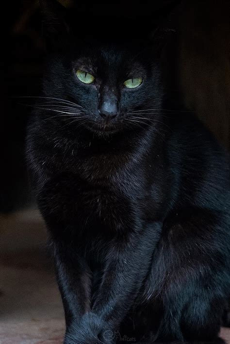 看到黑猫代表什么 對一個人心寒